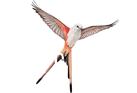 Wingspan (крылья)